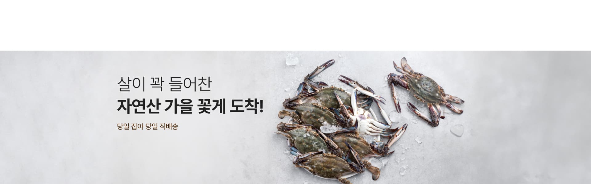 2026년 가을 꽃게