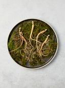 7~8년근 산양산삼 (실속형10뿌리)