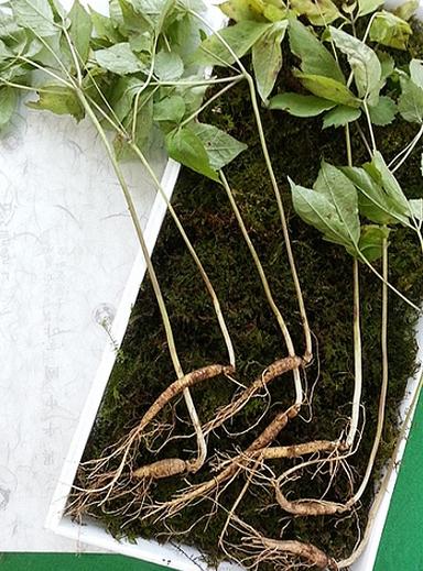 7~8년근 산양산삼 7뿌리(파지)