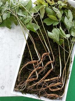 7~8년근 산양산삼 10뿌리(파지)