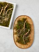 7년근 이상 산양산삼 (실속형20뿌리)