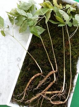 7~8년근 산양산삼 5뿌리(파지)